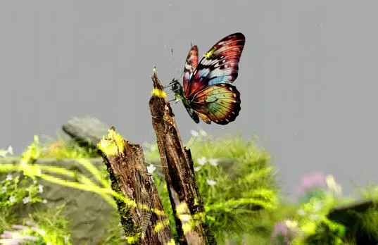 Journée internationale de la biodiversité !